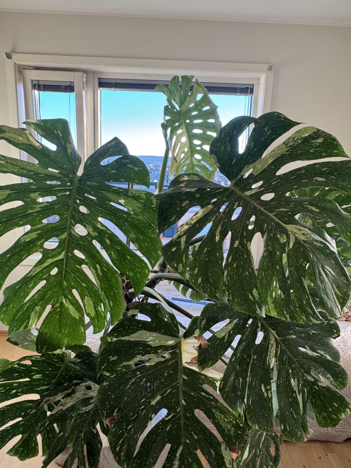 My Norwegian thai unfolding 😊