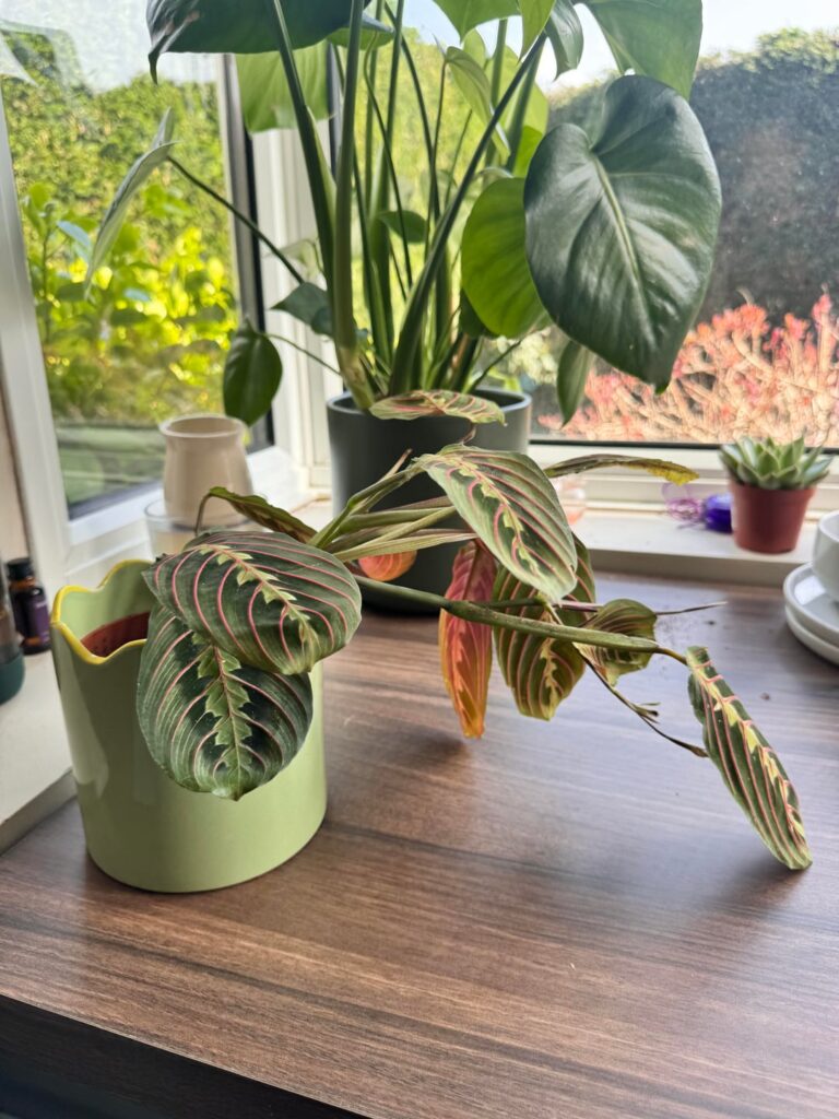 Prayer plant help! 🙏🏽 Prayer plant help! 🙏🏽