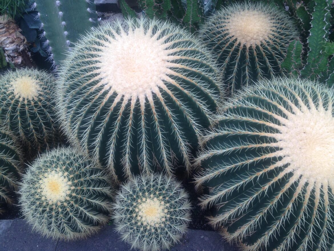 Kroenleinia grusonii Barrel Cactus (OC)