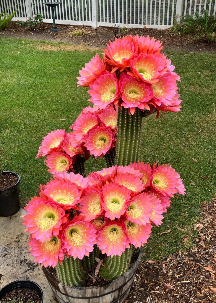 It’s about that time…Trichocereus/Echinopsis Flying Saucer.