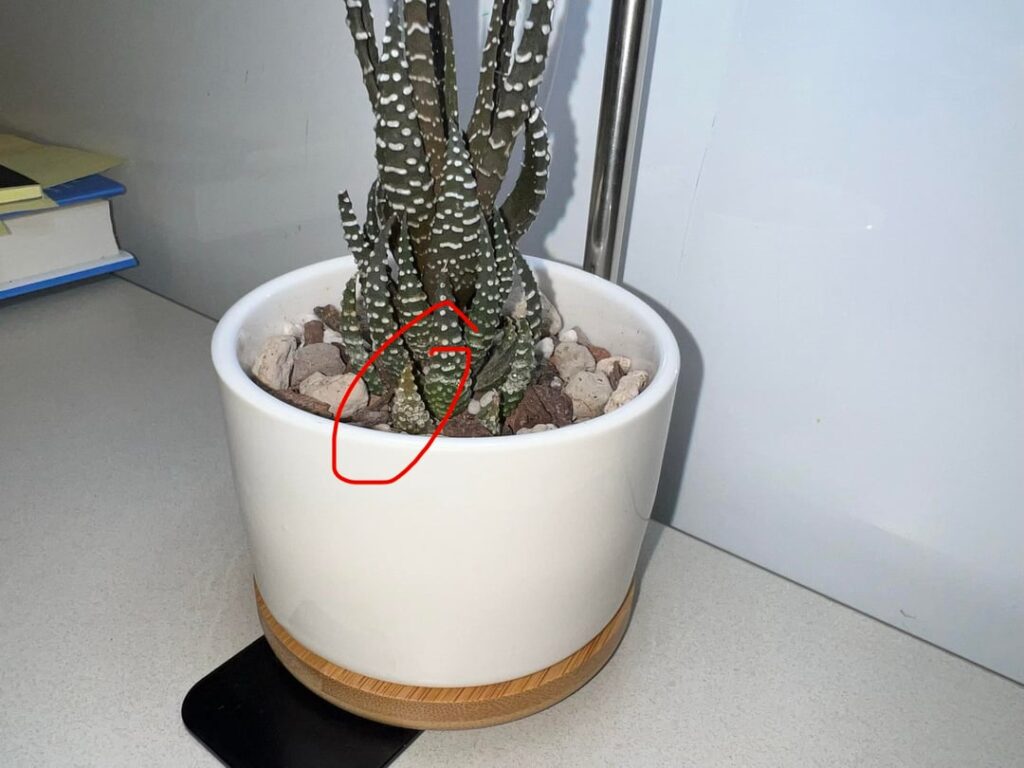 Possible shock after repotting?