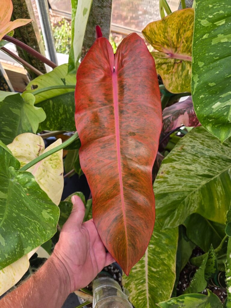 Newest leaves showing out in the greenhouse