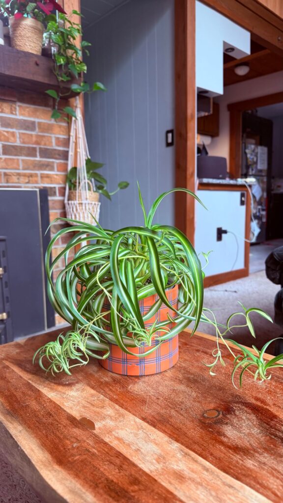 So many babies! When do I repot?