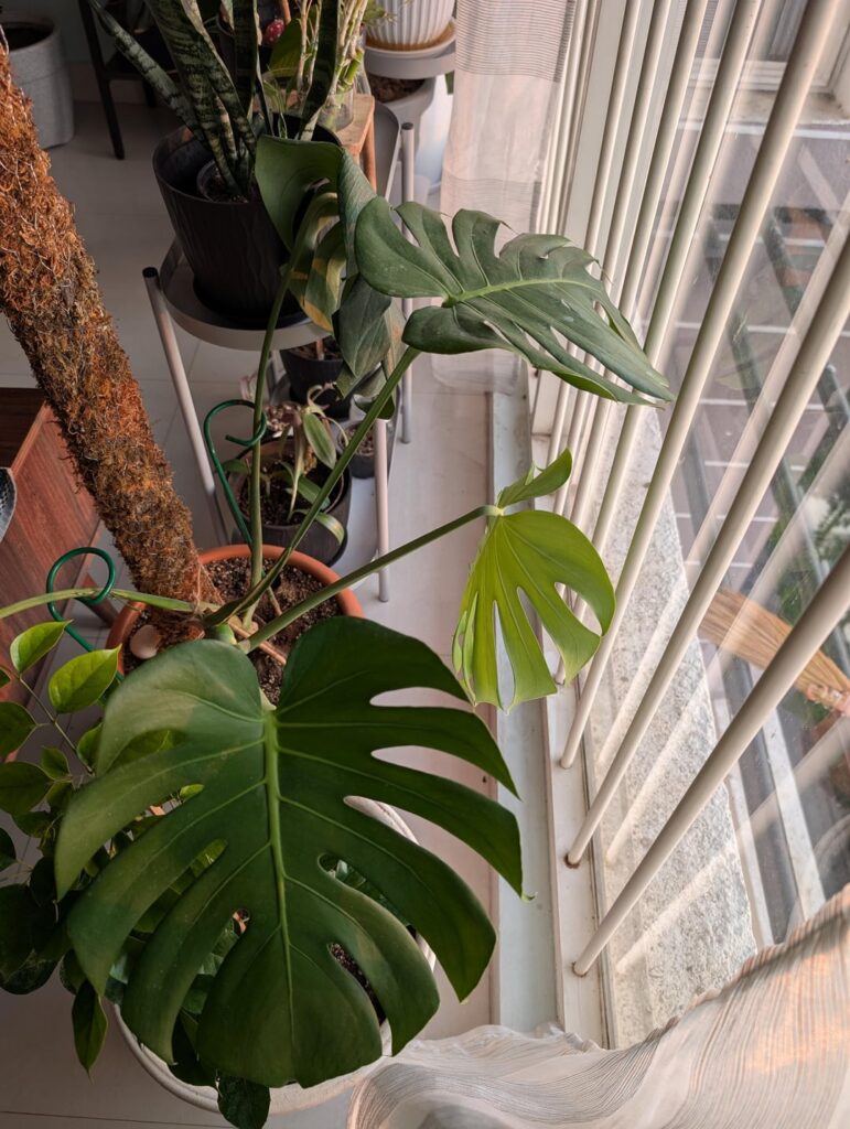How to provide pole support for a more vertical growth?