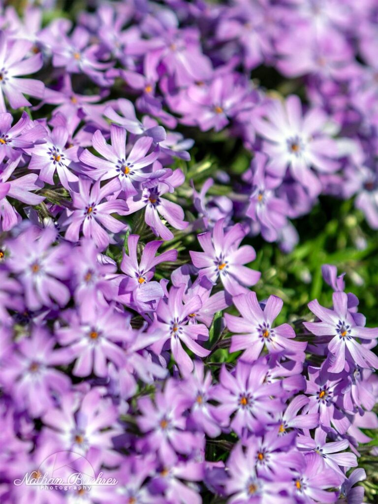 [OC] Moss Phlox (Phlox subulata)