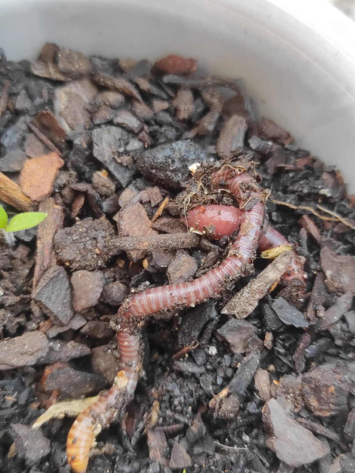 What kind of worm is this?