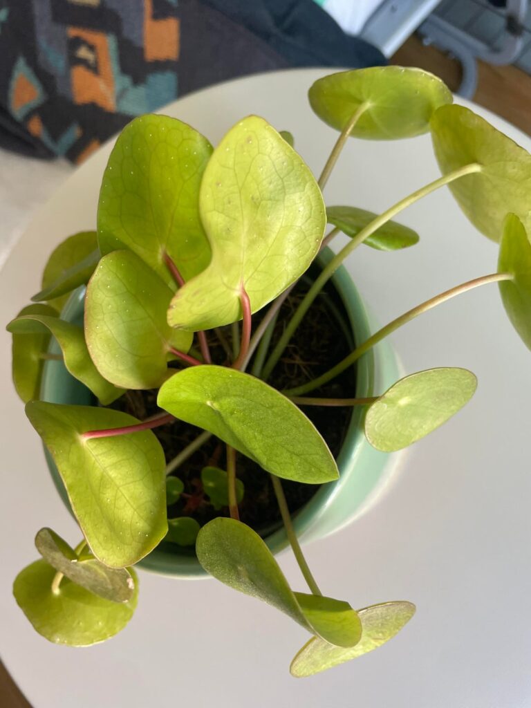 What is wrong with my money plant? What is wrong with my money plant?