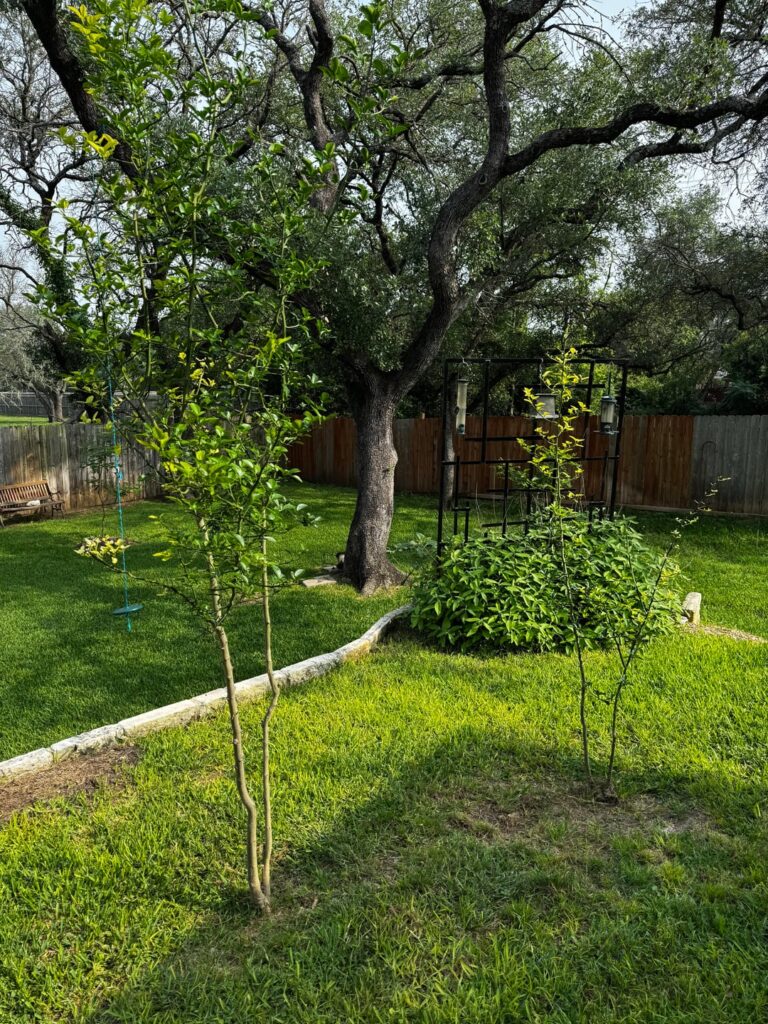 Why have my lemon and lime tree never produced fruit? Why have my lemon and lime tree never produced fruit?