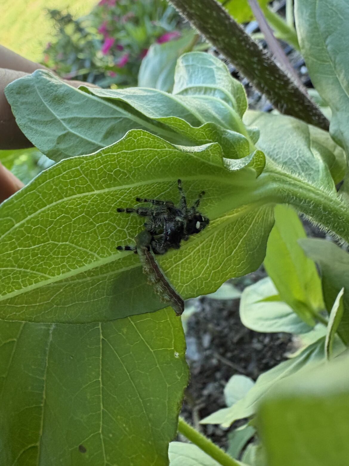 Found this little guy doing his job.