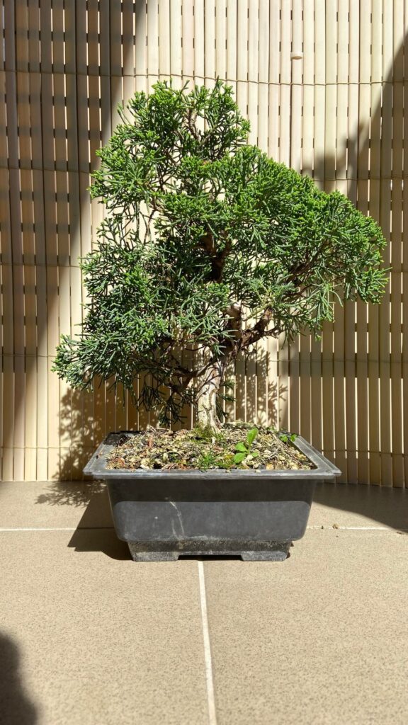 Shaping Juniperus yamadori Shaping Juniperus yamadori