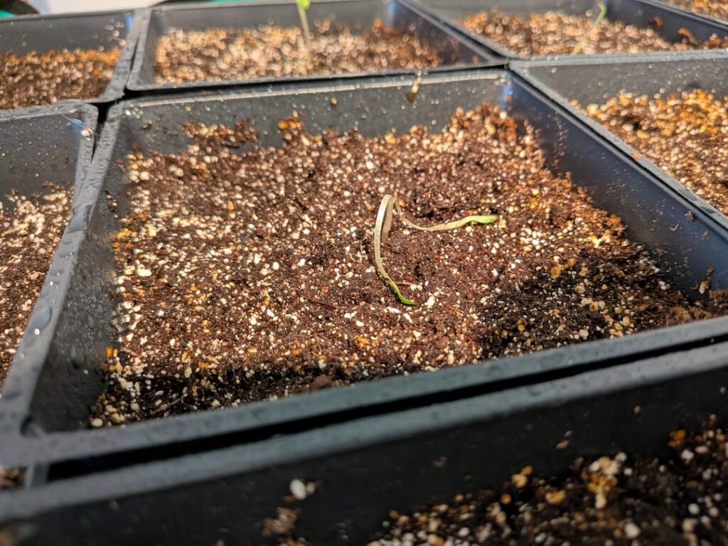 researched and prepped to grow by seed; now looking for reassurance on progress