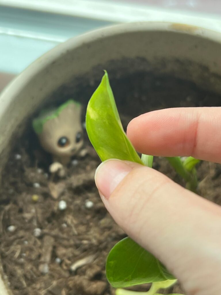 New leaf, weird color spot?