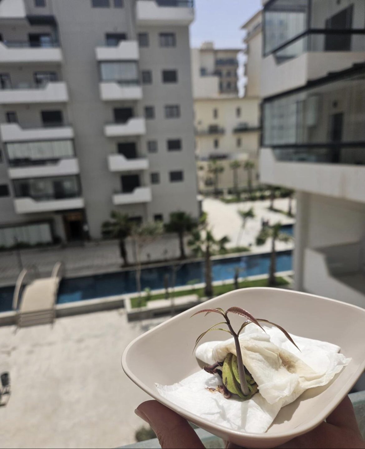 Started a mango seed on my balcony… now it’s living its best life 🌱