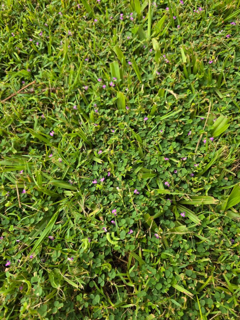 Help identify this weed