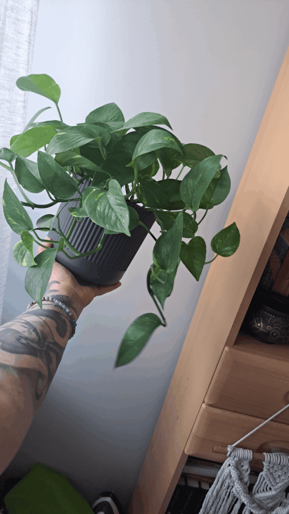 10 months pothos growth.