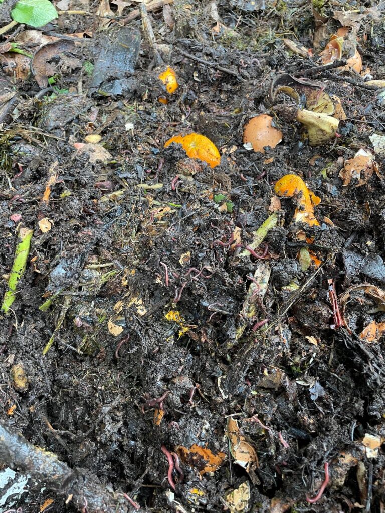 I partially turned my compost for the first time in months. It looks like it’s coming along great.