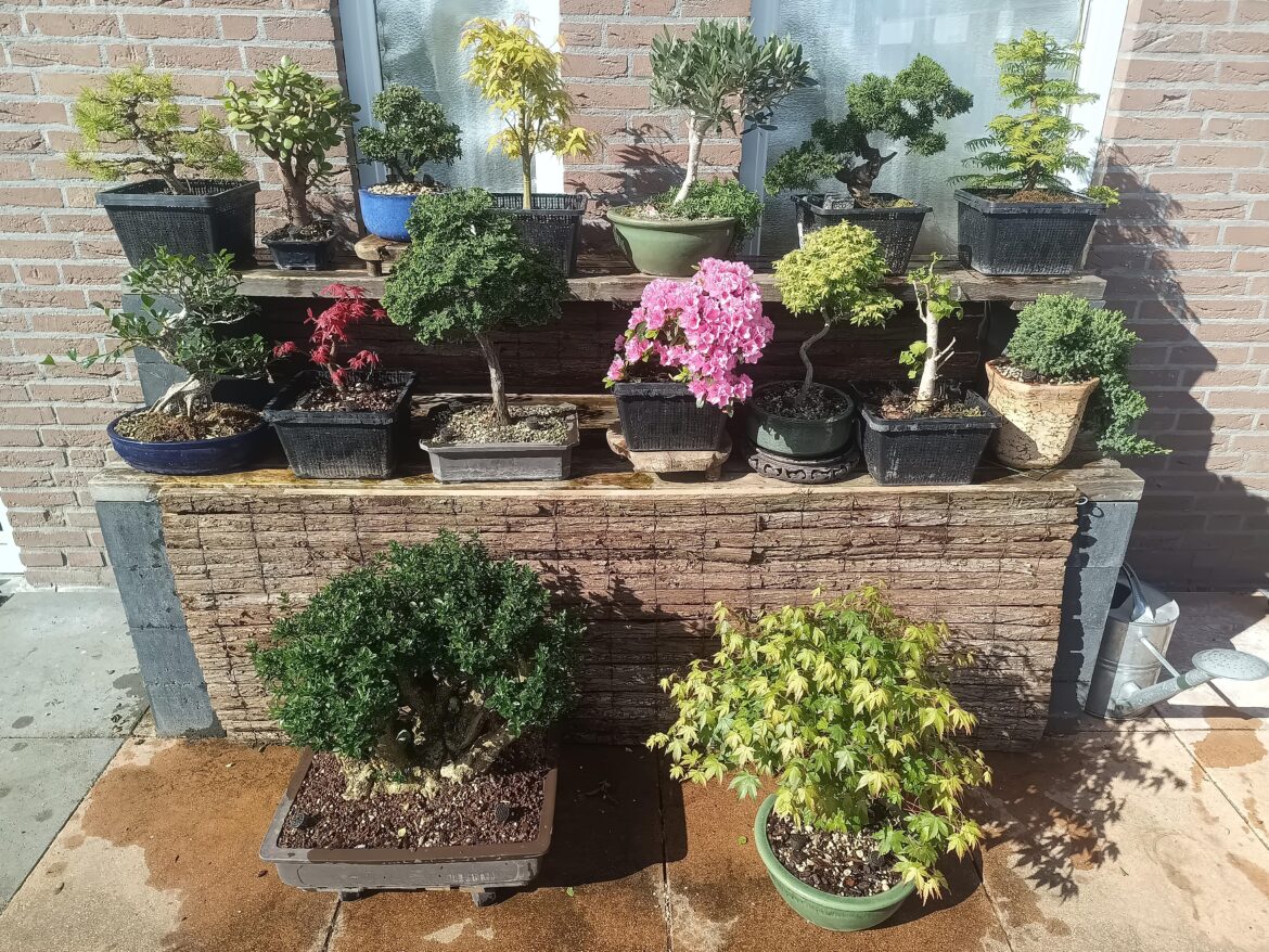 Bonsai bench spring update