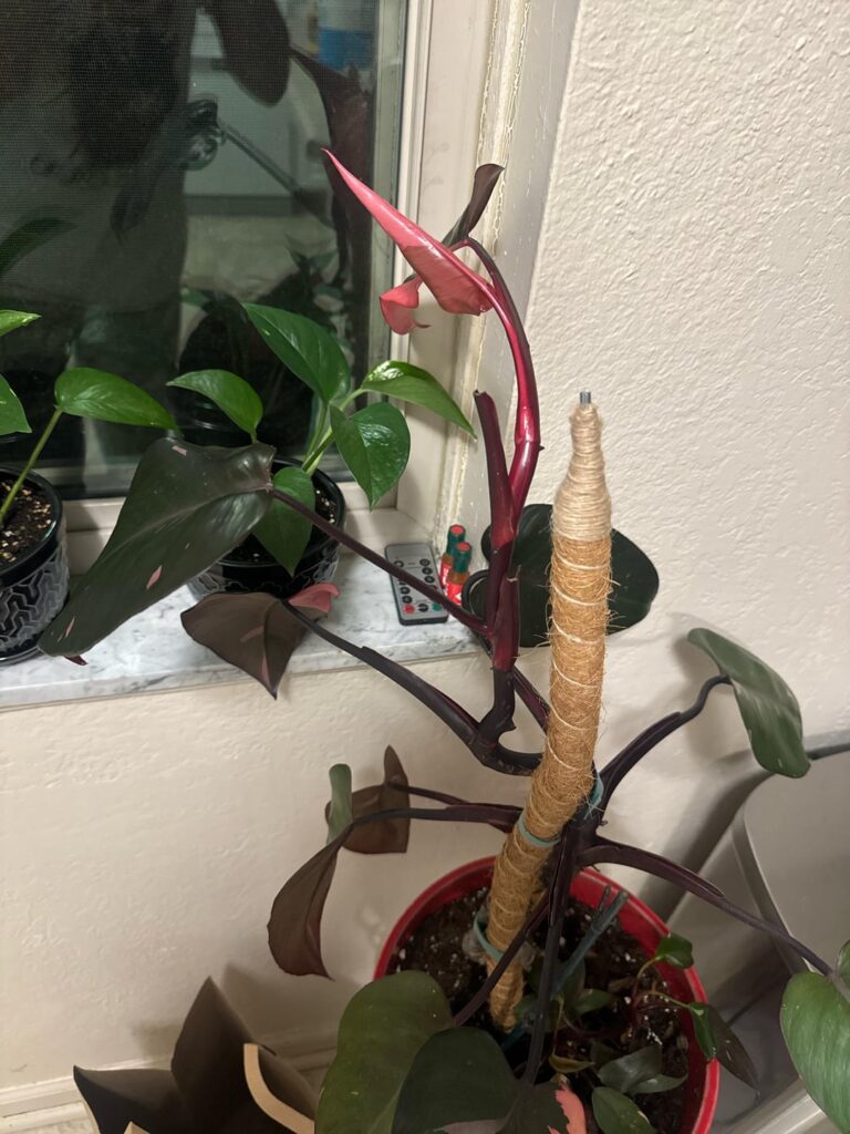 Pink princess losing lower leaves Pink princess losing lower leaves