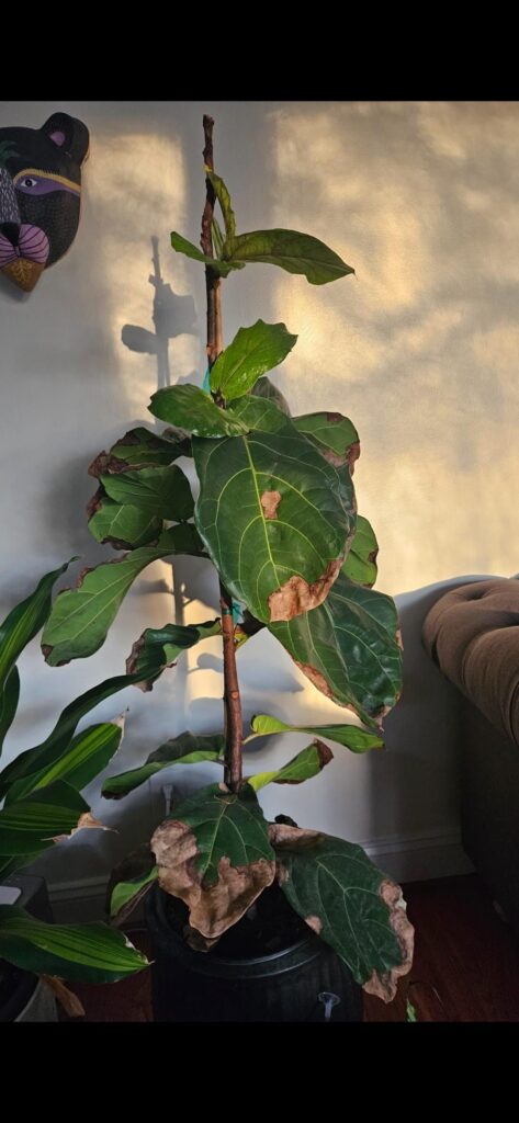 How do I revive this fiddle leaf fig?