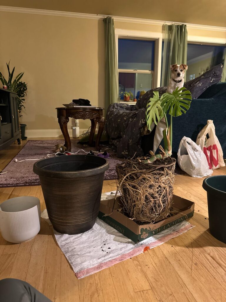 How can I save this very root bound two leaf monstera ?!