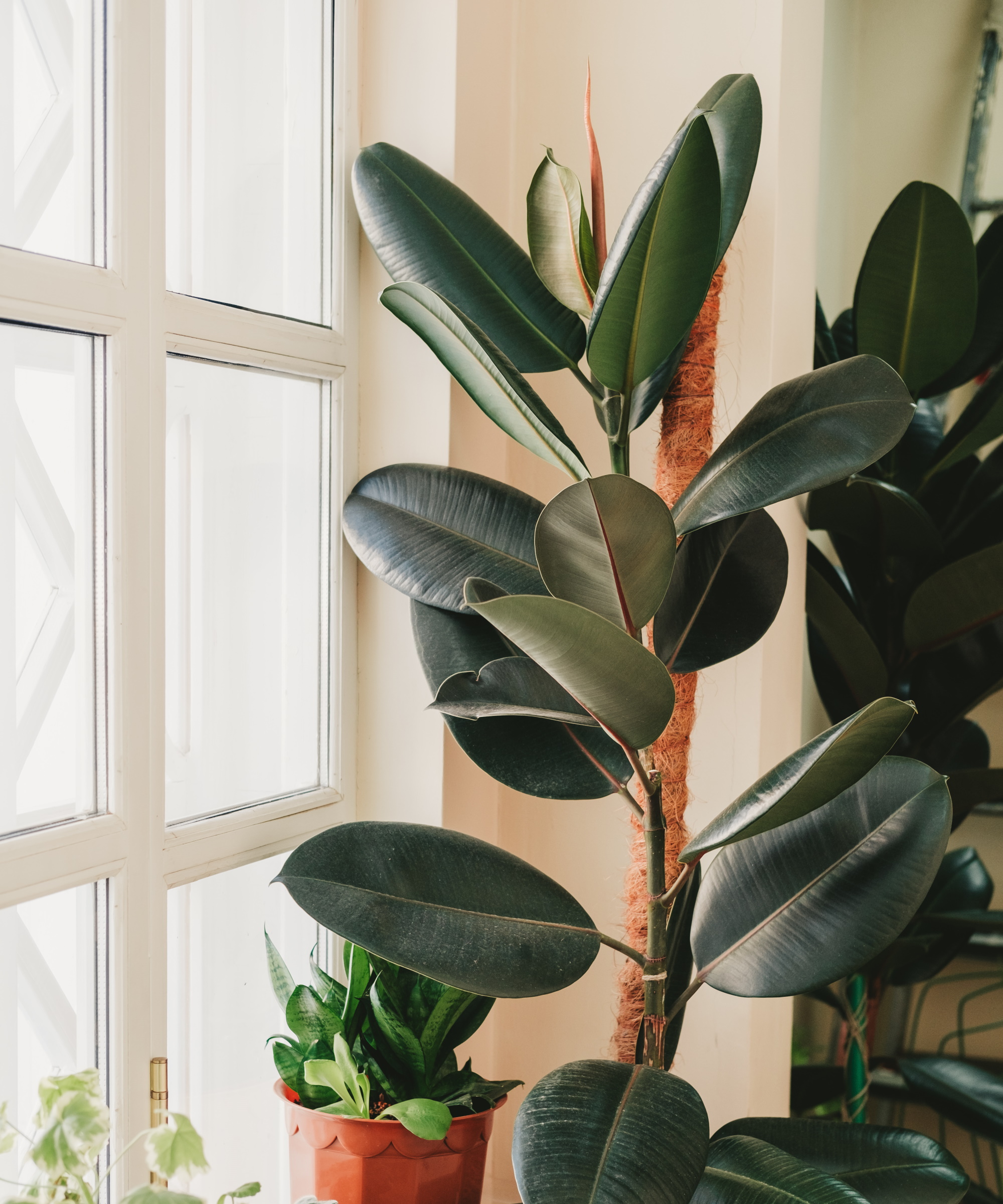 Rubber plant