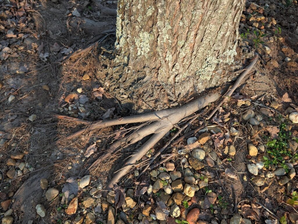 Cutting the crossing roots?