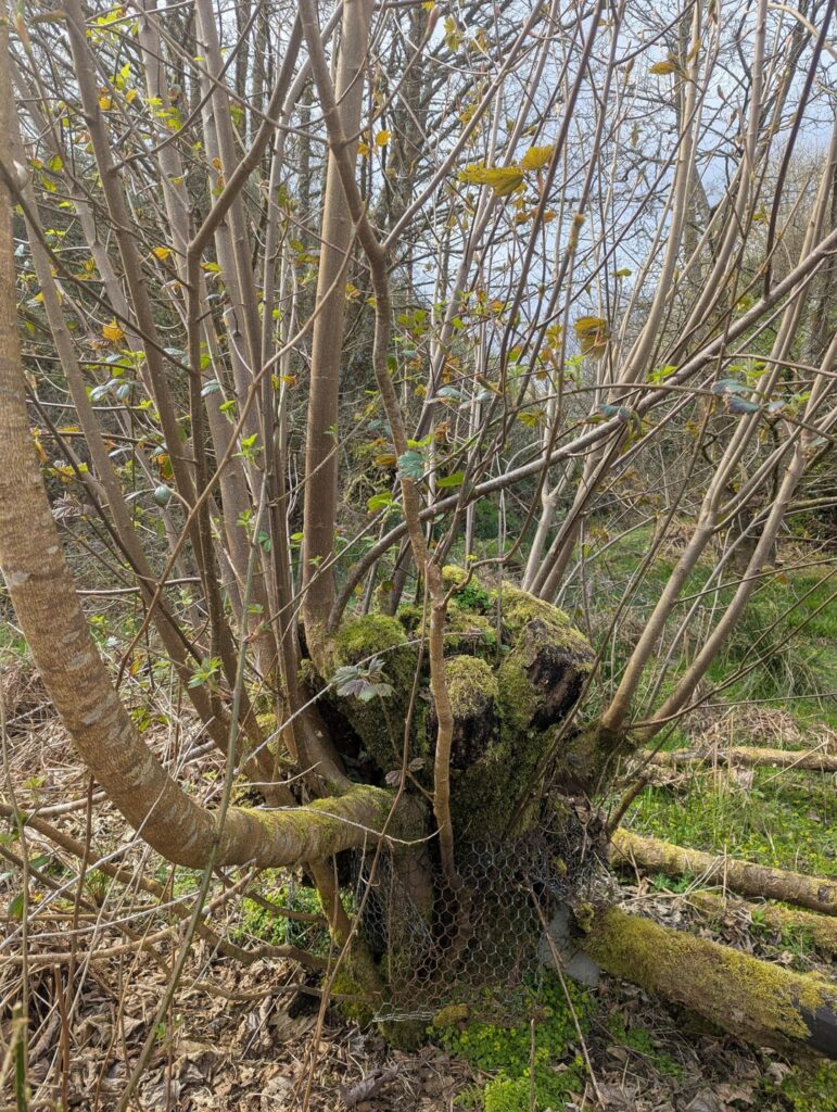 How long ago would you estimate that these sycamores were cut? How long ago would you estimate that these sycamores were cut?