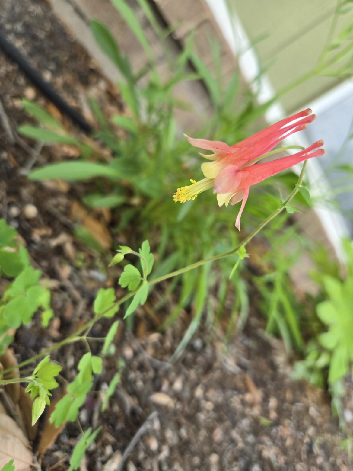 Shout-out to my lil columbine for making such a lovely flower 🥰🥰