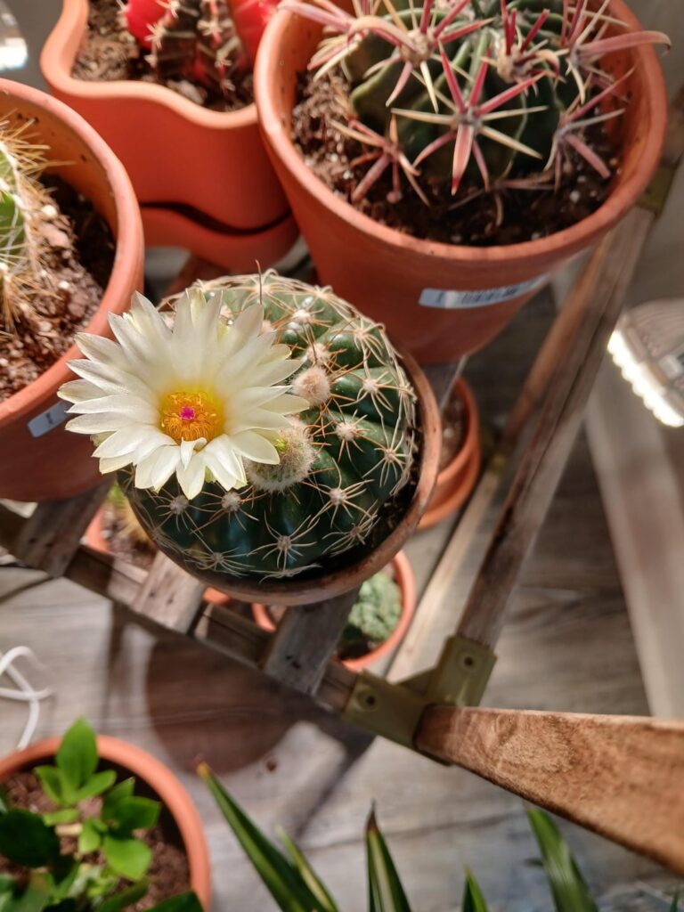 Spent blooms