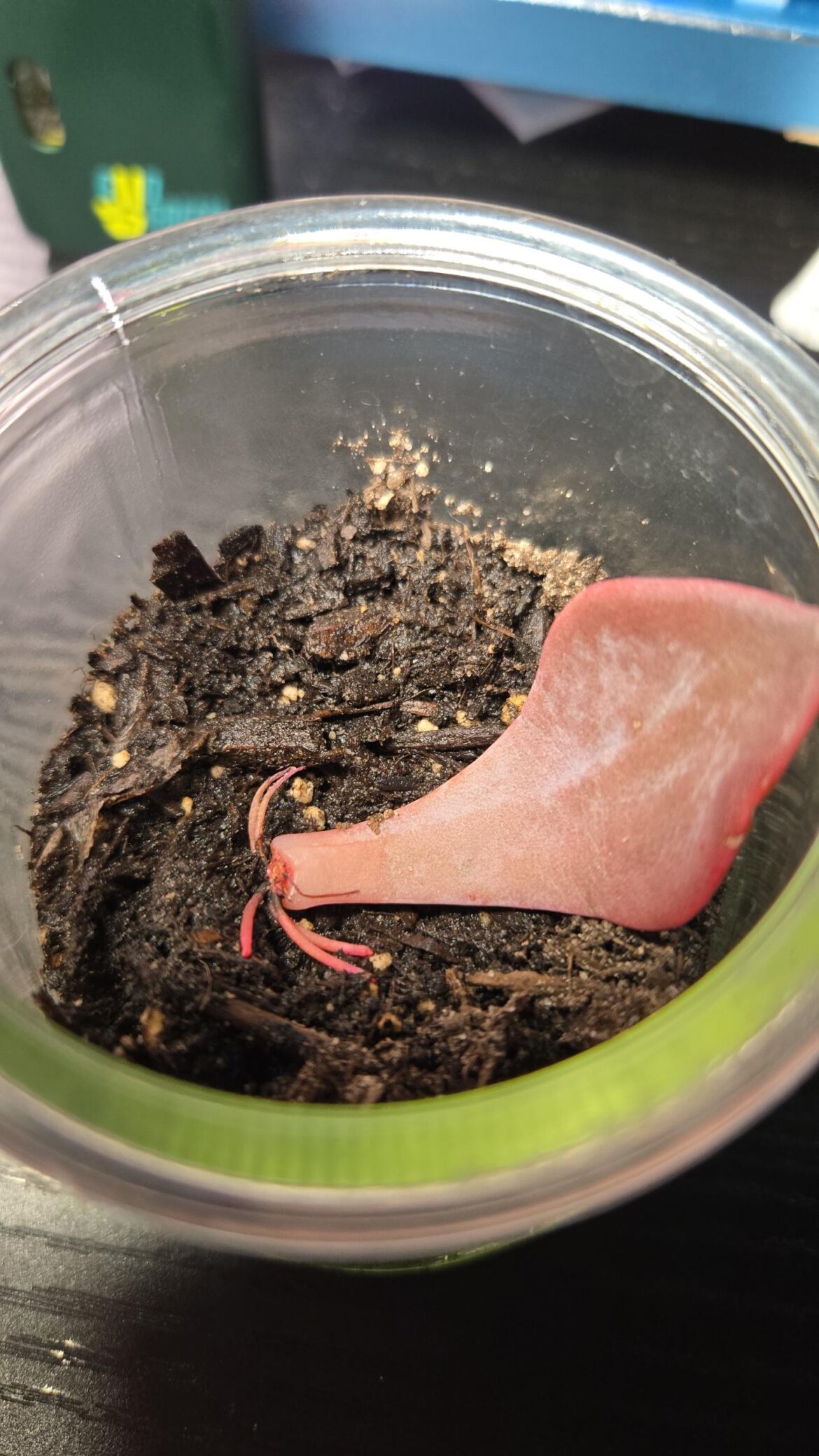 Will this grow?