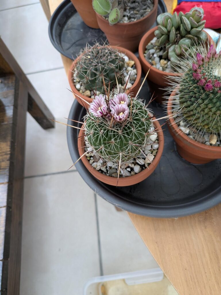 Last year it flowered for the first time since I got it a few years ago, this year I'm getting 5 instead of one ❤️