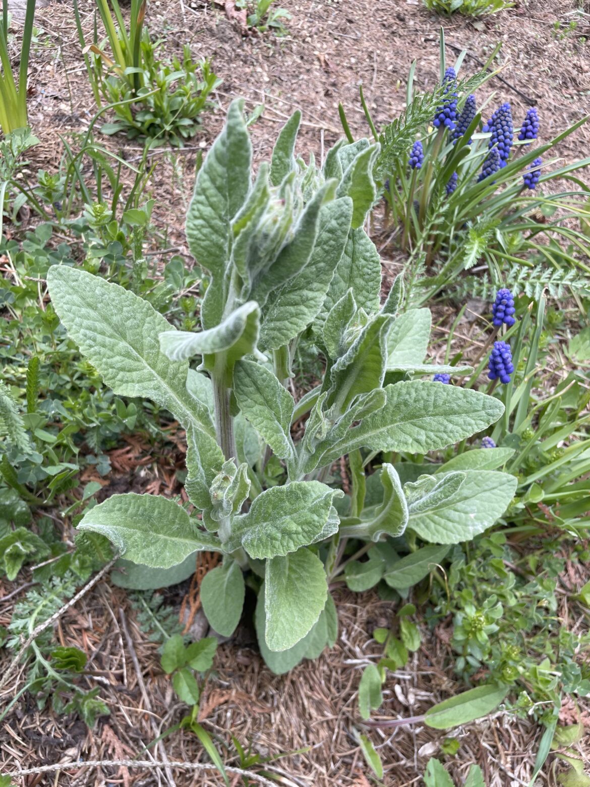 What’s this plant growing in my yard?