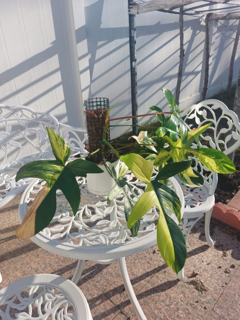 My Florida Beauty that I grew from a starter plant over the last year and a half