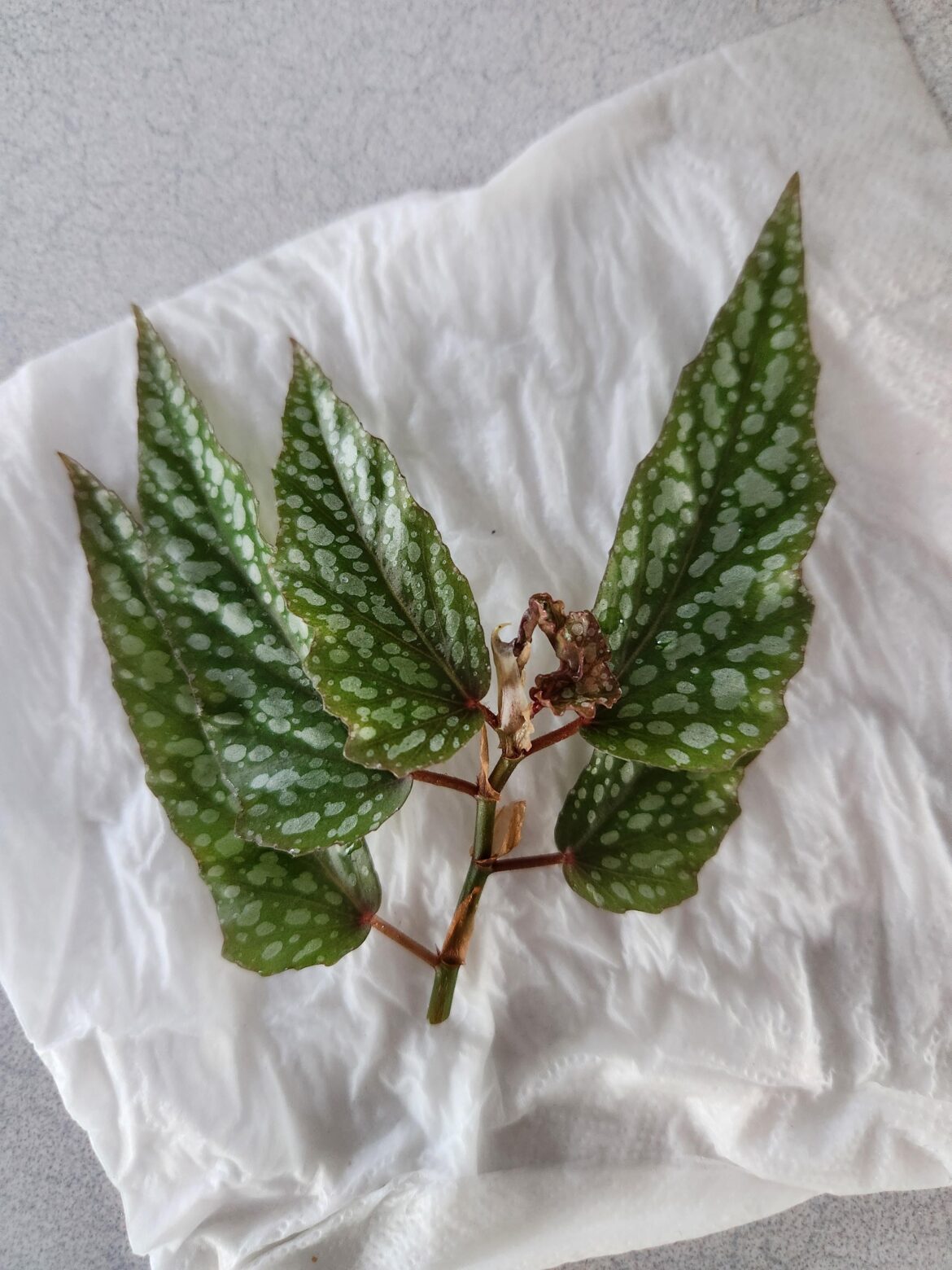 Viable cutting?