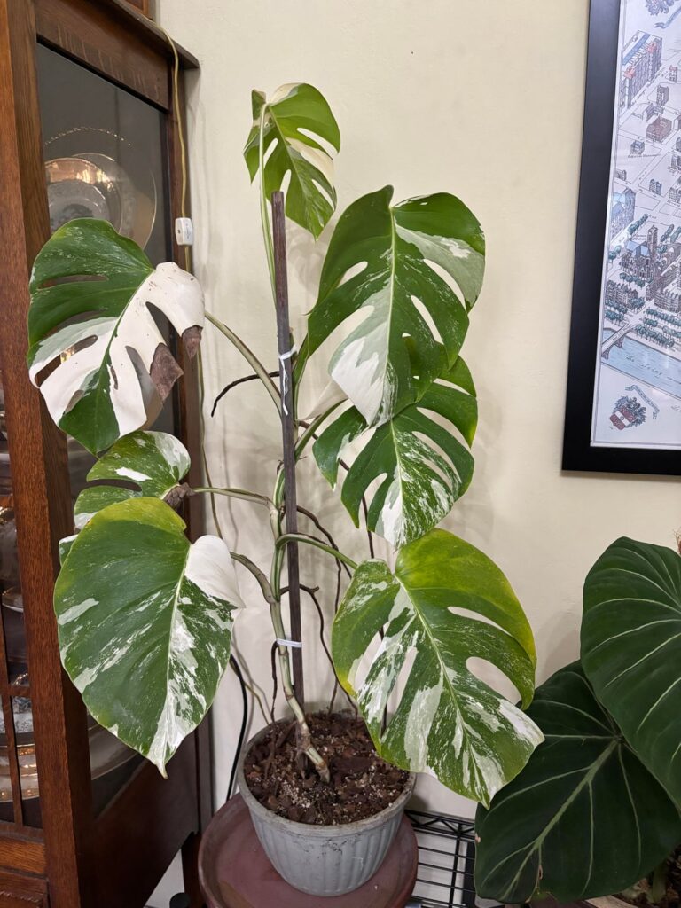 The beauty of monstera albo