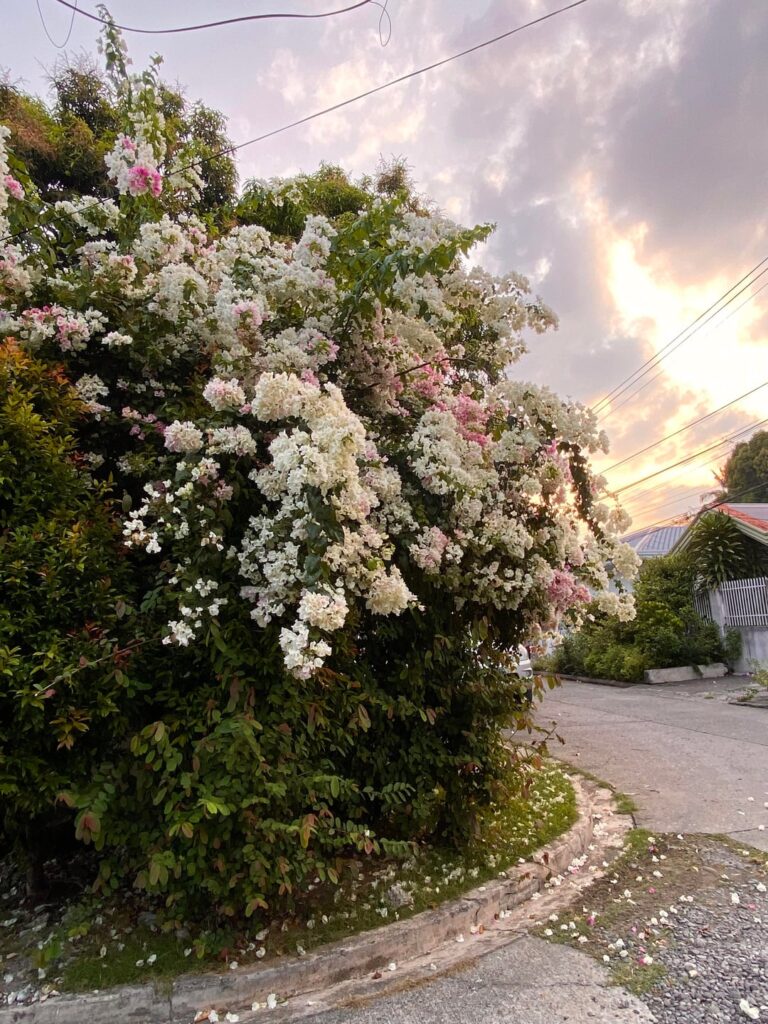 Gorgeous overgrowth Gorgeous overgrowth