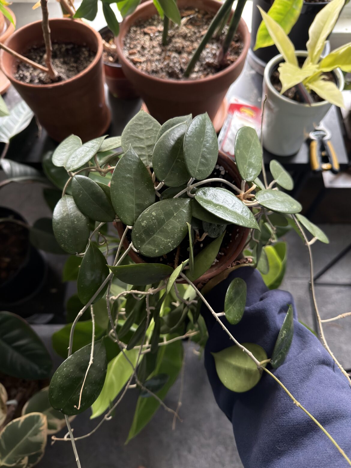 Help, had this a while and can’t remember the name 🙃thanks everyone!