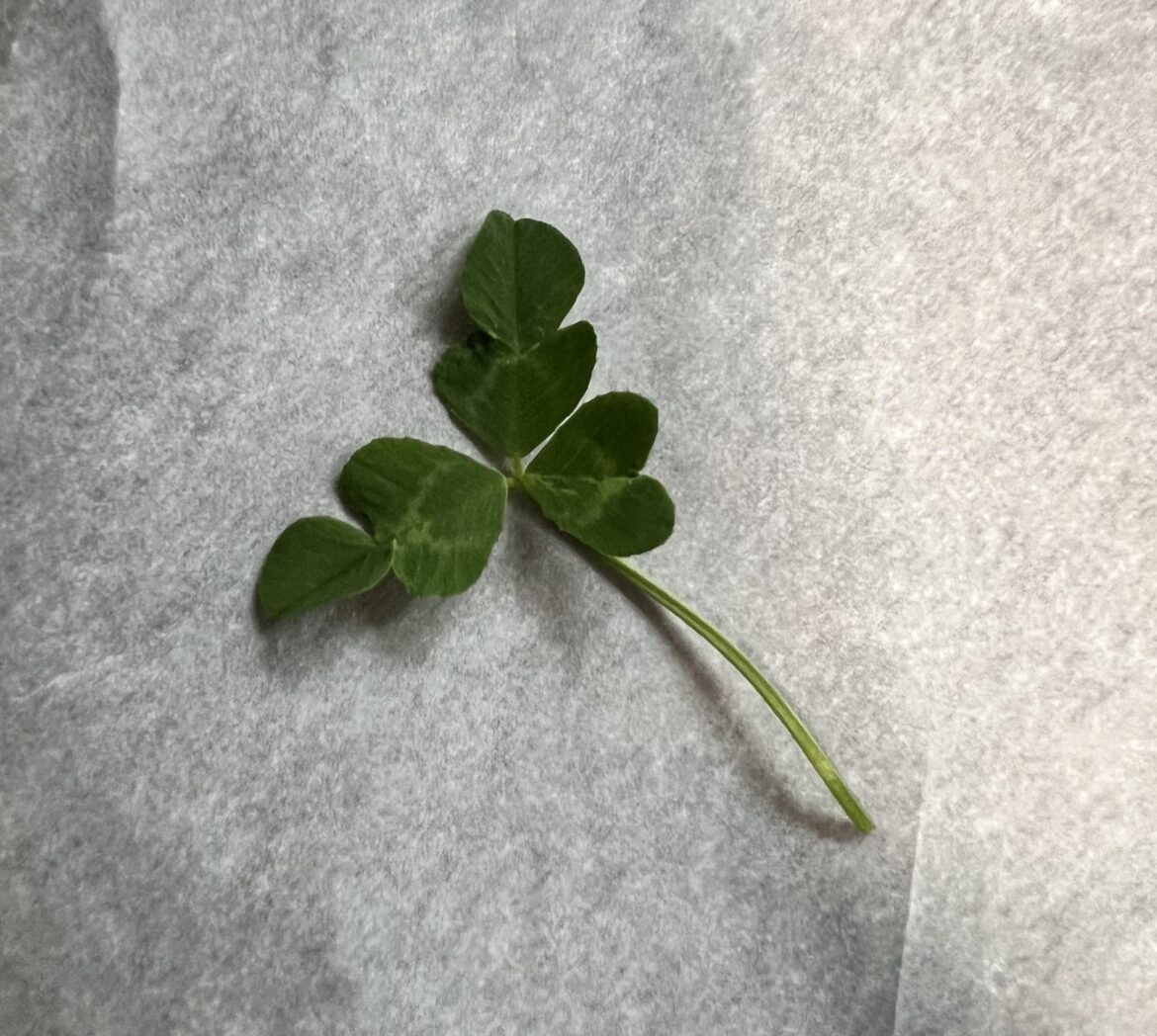 Alien clover?