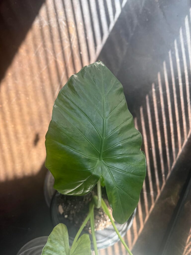 Yellow on elephant ear