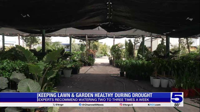 Valley garden center shares drought-resistant plant tips as dry conditions persist Valley garden center shares drought-resistant plant tips as dry conditions persist