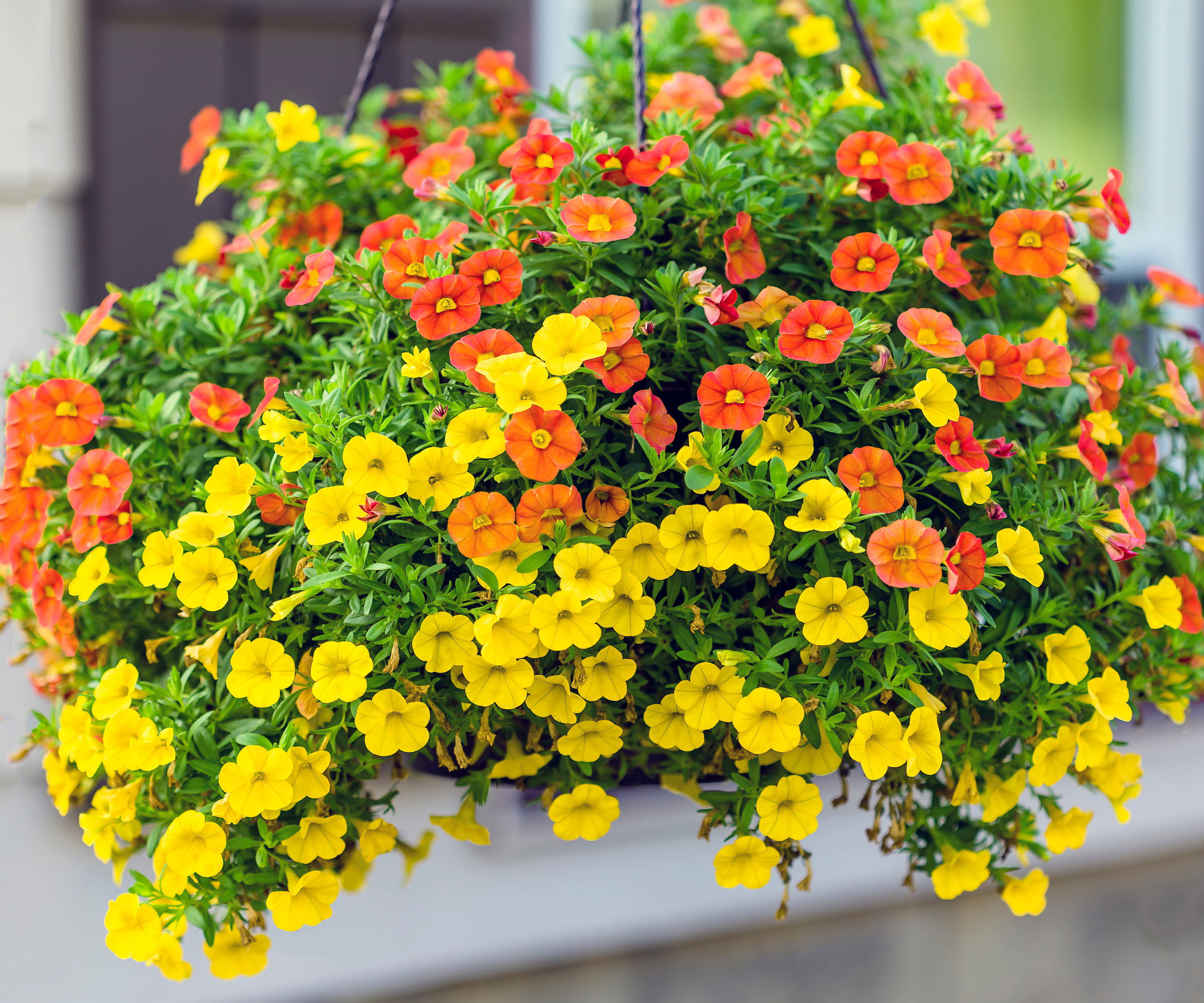 a hanging basket filled with orange and yellow Calibrachoa