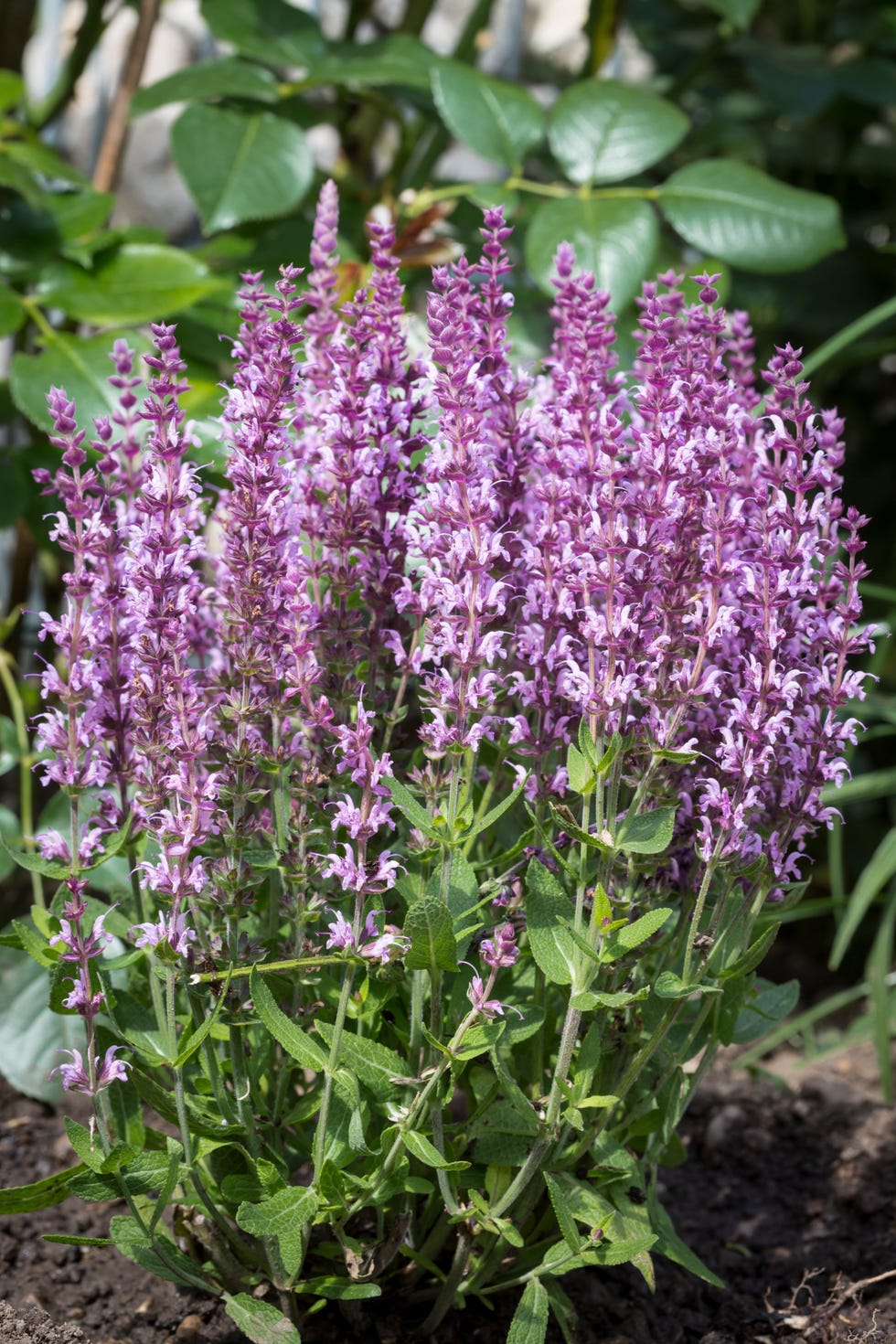 salvia nemorosa or woodland sage flower closeup in the garden