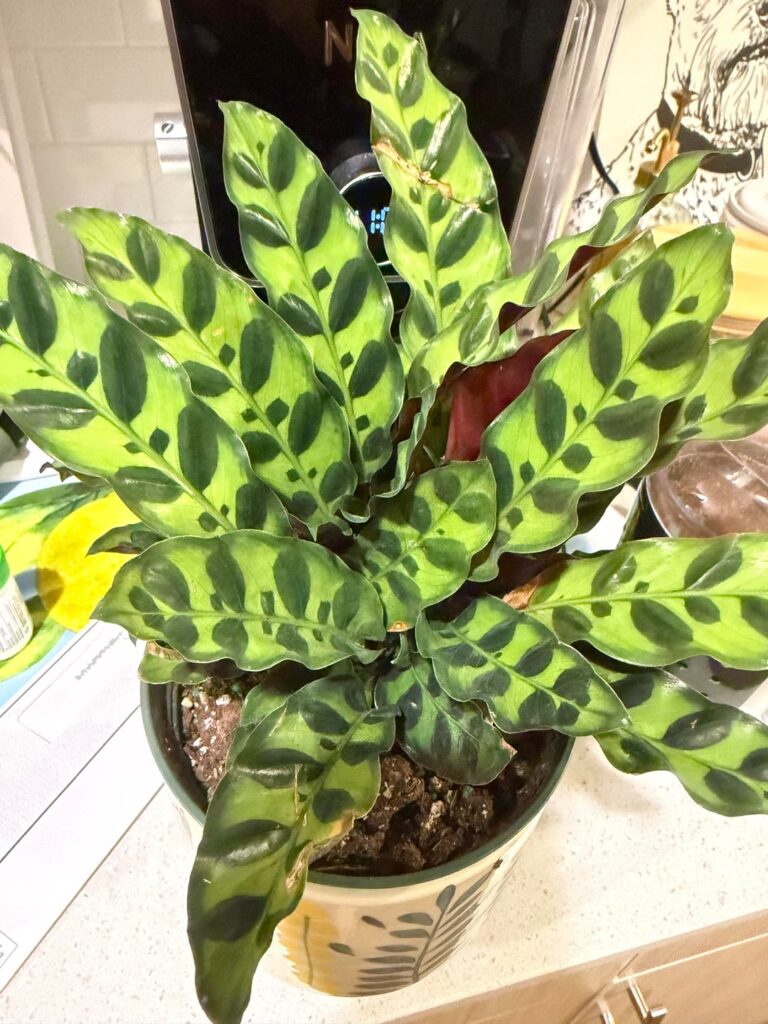 What’s wrong with my calatheas?