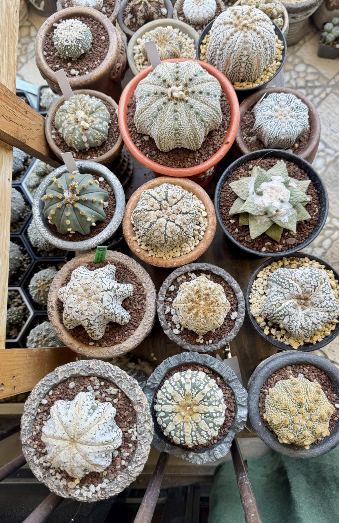 Some of my premium astrophytums