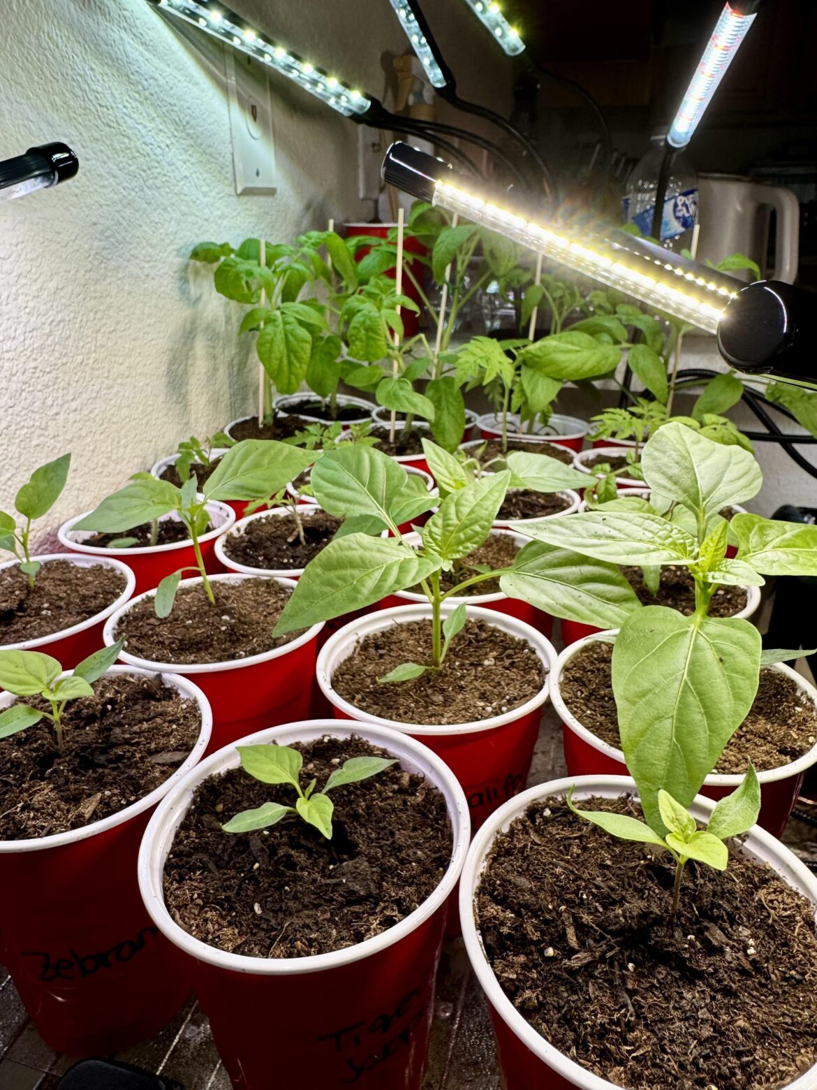 Another 1st year grower question, I’m sorry. May I ask if they’re leggy? I was told my lights were “placebo” lights but they seem to be working, hopefully? More info below