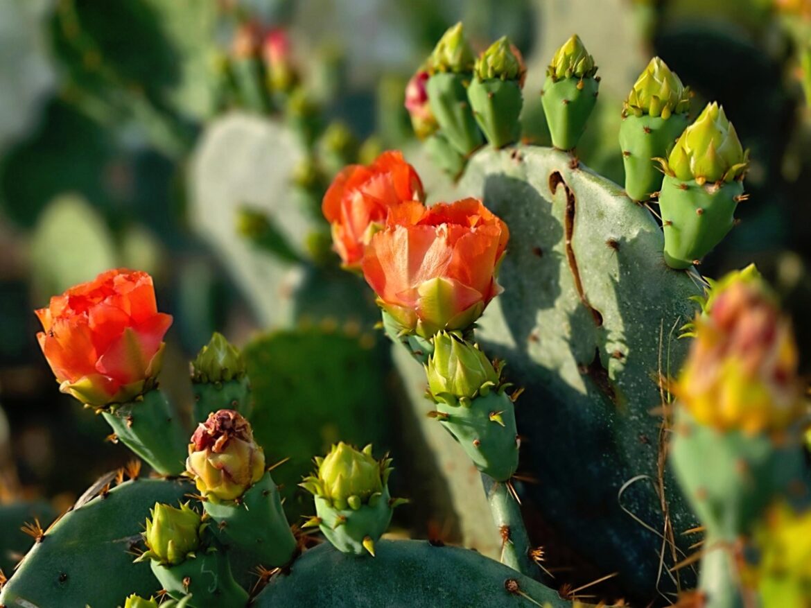 Wild Prickly Pear in Bloom