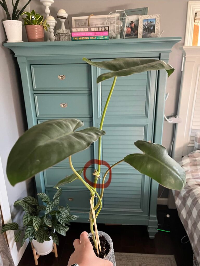 I have a Philodendron Burle-Marx and the last leaf that attempted to grow came in as a stump. I haven’t gotten another new leaf in over 6 months. I know that new leafs grow from the previous new leaf so since this leaf did not come in, will I get more leaves? I have a Philodendron Burle-Marx and the last leaf that attempted to grow came in as a stump. I haven’t gotten another new leaf in over 6 months. I know that new leafs grow from the previous new leaf so since this leaf did not come in, will I get more leaves?