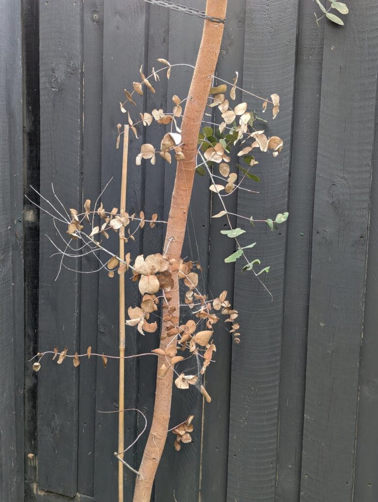 Is my Eucalyptus ok? Is my Eucalyptus ok?