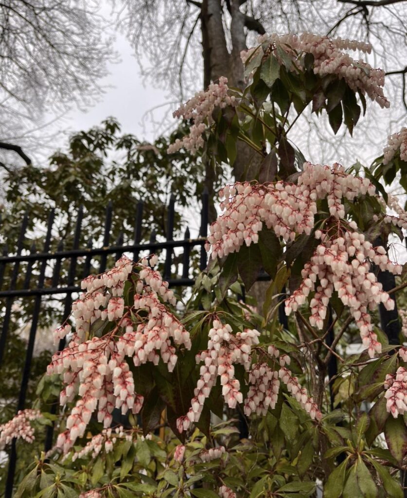 Flowers found in Central Park in spring 2023