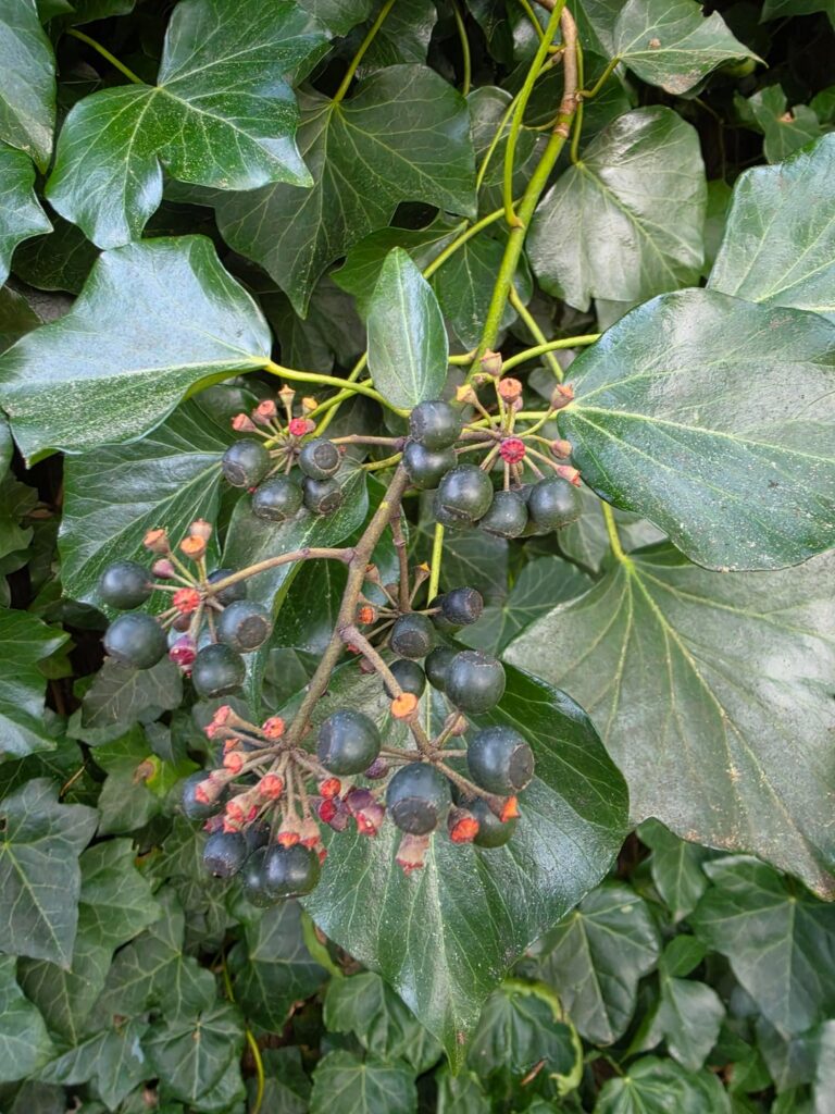 What is this plant that the birds, squirrels, and raccoons don't touch the berries on it? Portland, Or